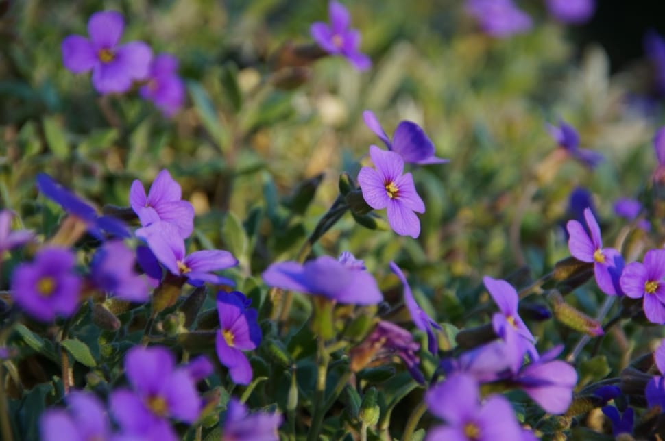 tilt-shift photography in bed of purple petaled flowers preview
