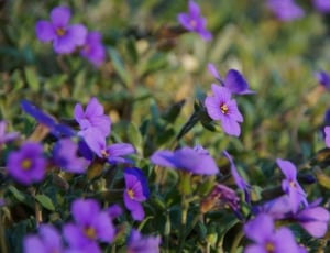 tilt-shift photography in bed of purple petaled flowers thumbnail