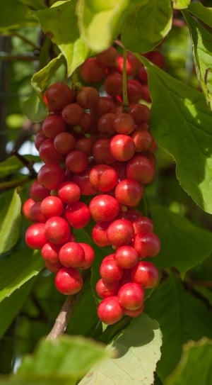 Vital Berry, Berry, Fruit, fruit, growth thumbnail
