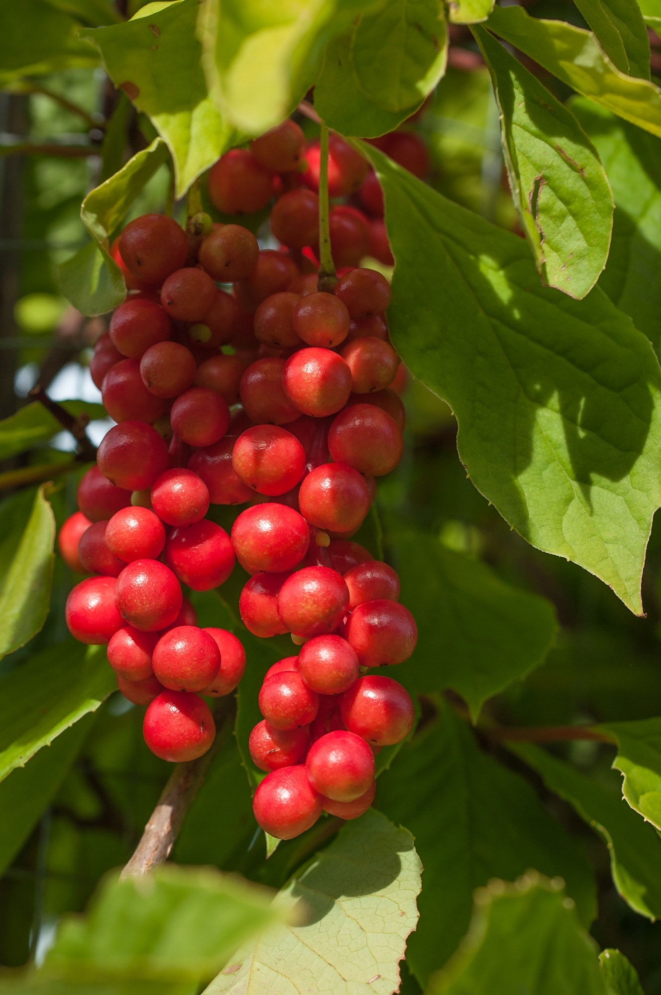 Vital Berry, Berry, Fruit, fruit, growth