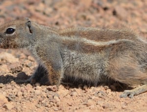 brown and grey squirrel thumbnail