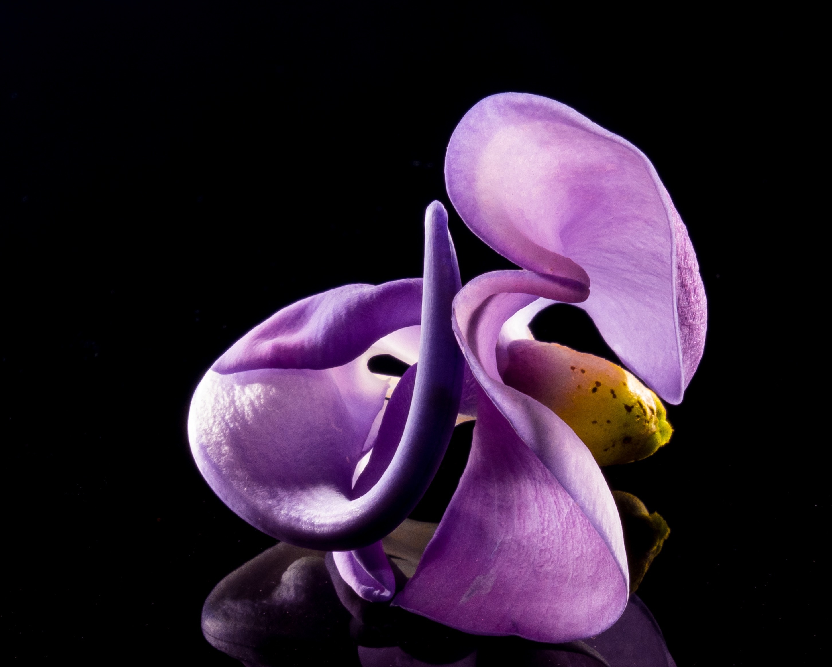 purple petals