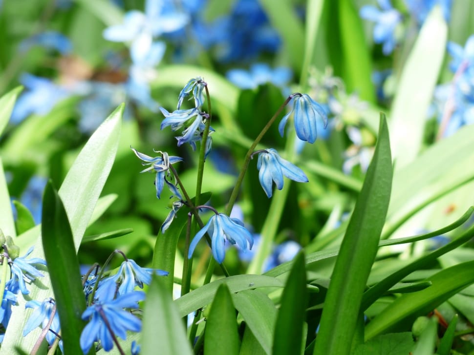 Bluebell, Flower, Bloom, Blossom, Blue, green color, plant preview