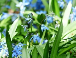 Bluebell, Flower, Bloom, Blossom, Blue, green color, plant thumbnail