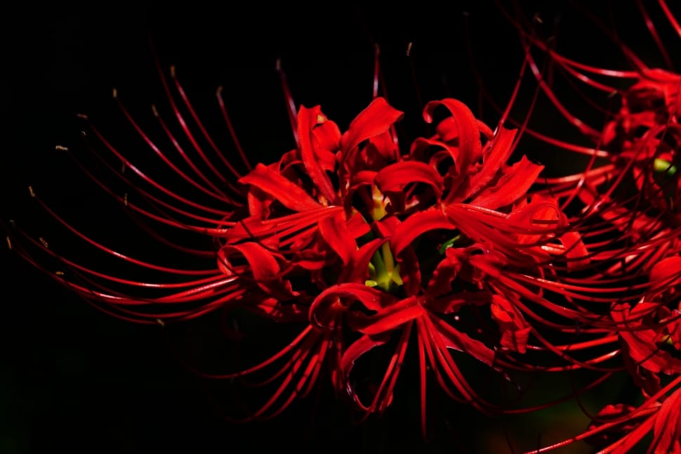 Amaryllis, Spider Lily, Amaryllidaceae, red, christmas preview
