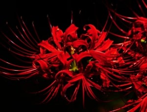 Amaryllis, Spider Lily, Amaryllidaceae, red, christmas thumbnail