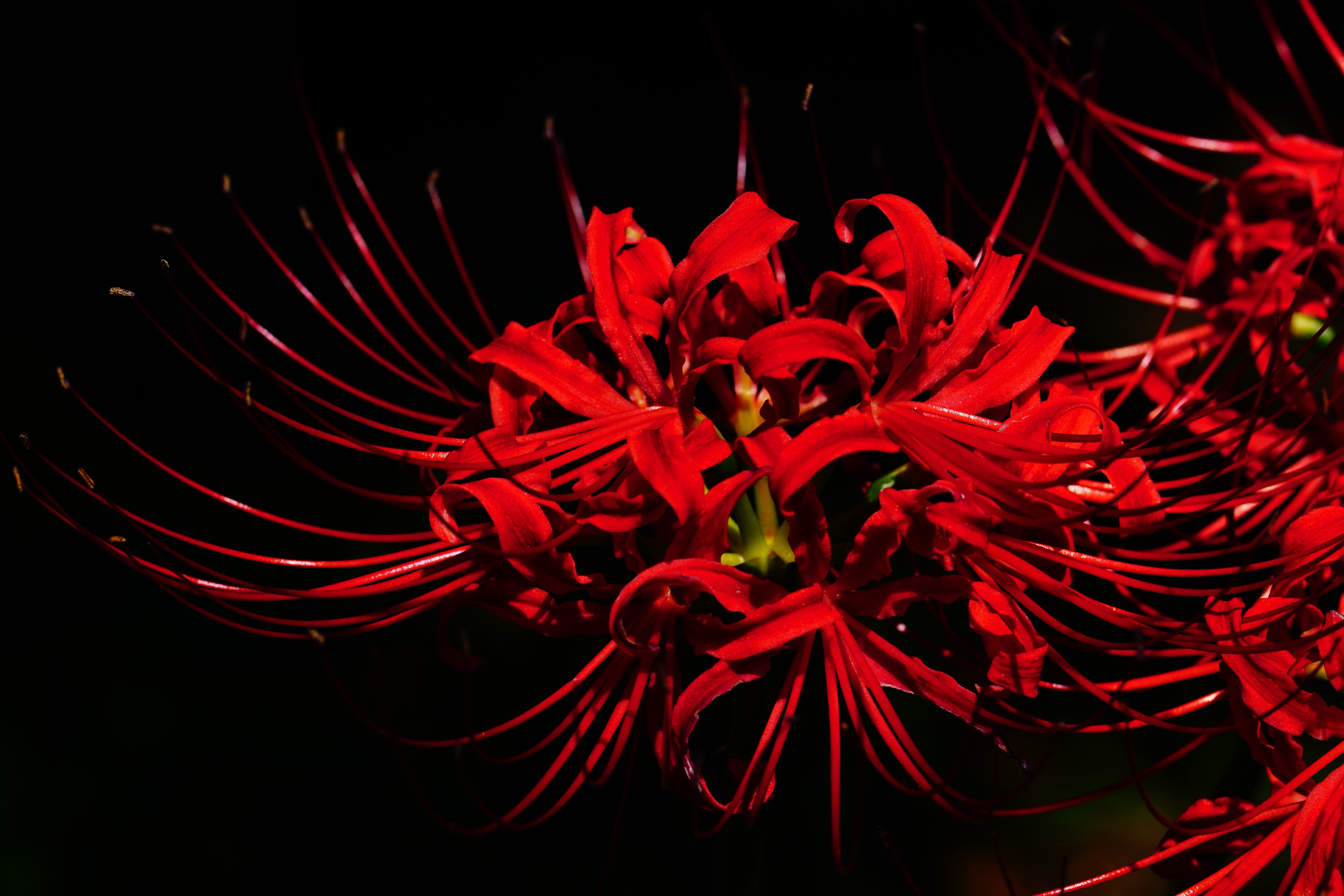 Amaryllis, Spider Lily, Amaryllidaceae, red, christmas