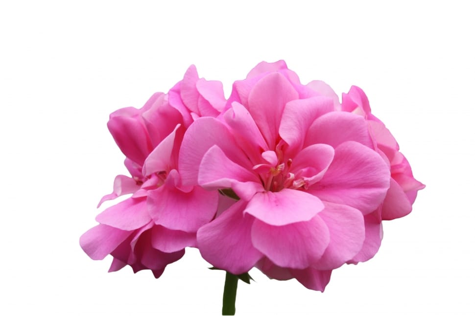 pink petaled flower preview
