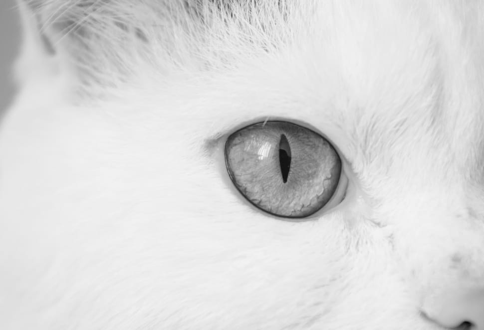 gray scale photo of cat eye preview
