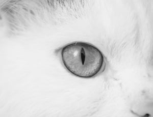 gray scale photo of cat eye thumbnail