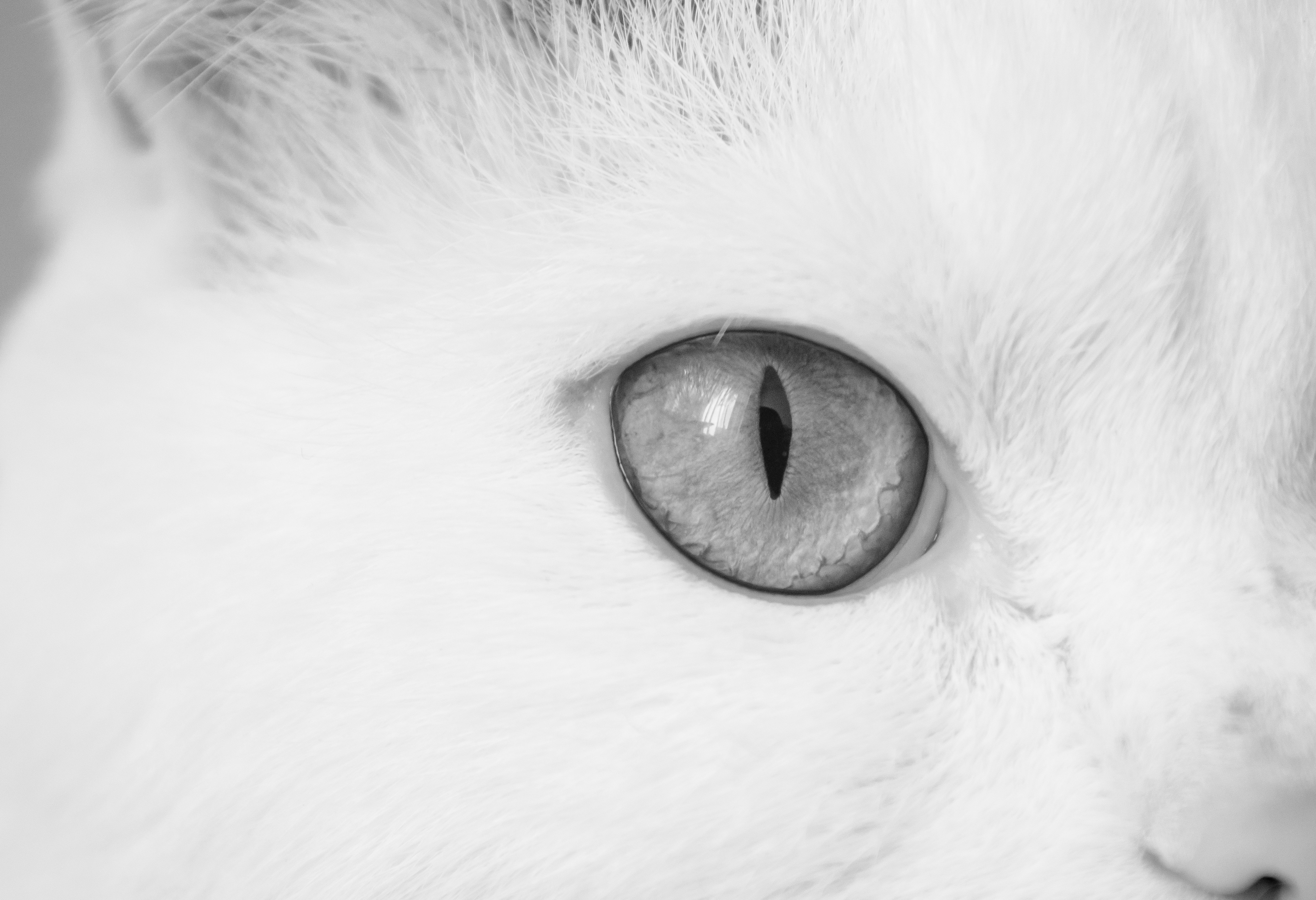 gray scale photo of cat eye