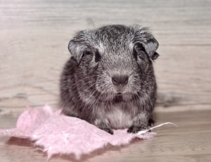 grey hamster on table thumbnail