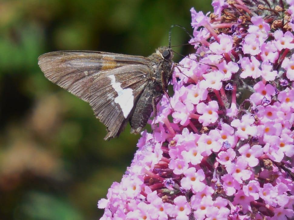 brown Skipper moth perched on purple petaled flower preview