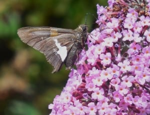 brown Skipper moth perched on purple petaled flower thumbnail