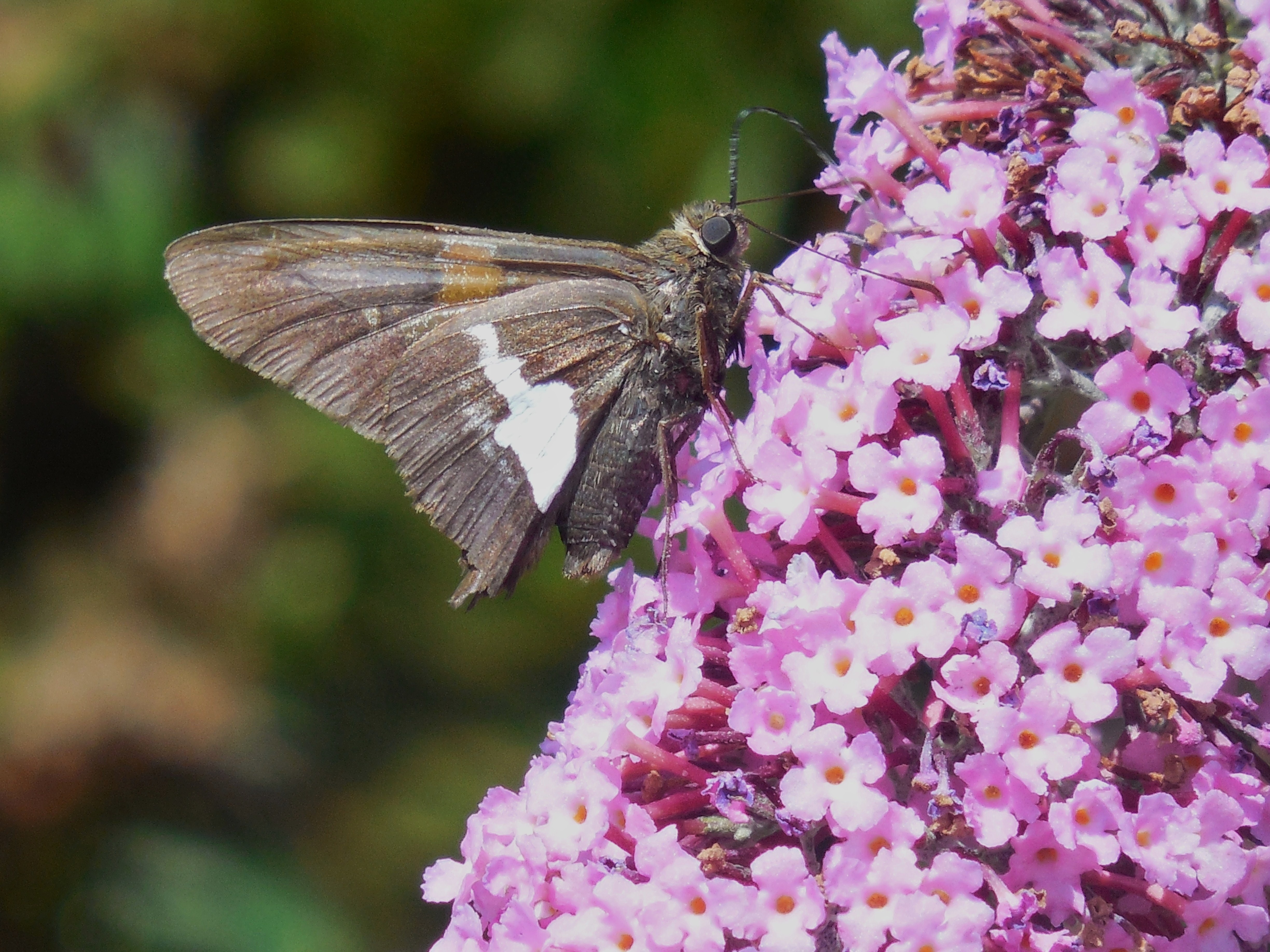 brown Skipper moth perched on purple petaled flower