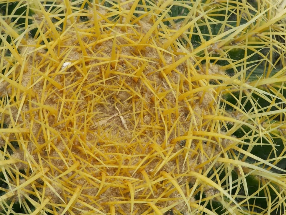 macro shot of yellow flwoer preview