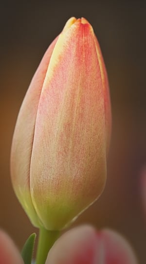 Closed, Flower, Bud, Blossom, Tulip, close-up, freshness thumbnail