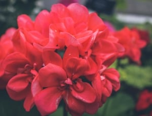 photo of red petaled flowers bouquet thumbnail