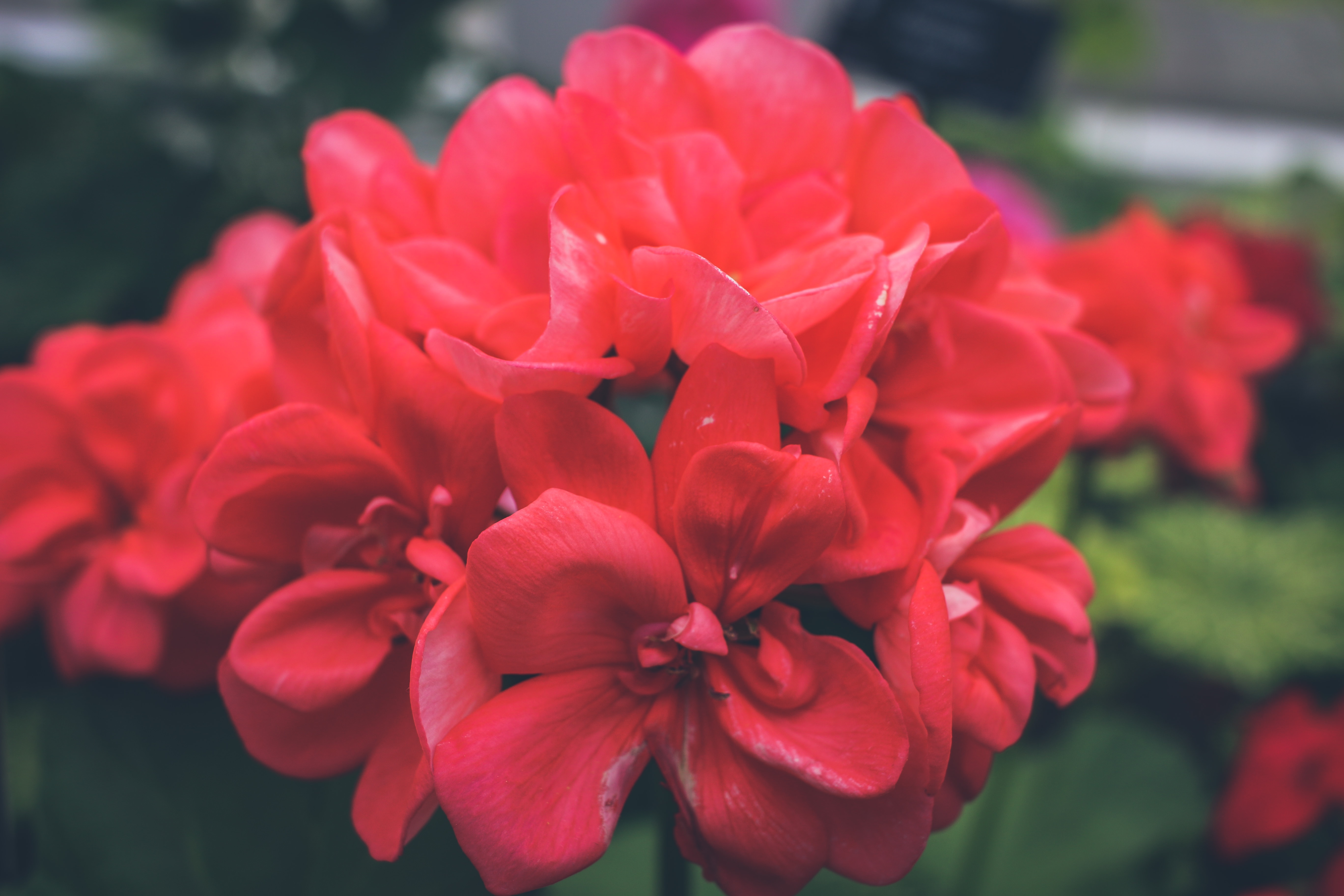 photo of red petaled flowers bouquet