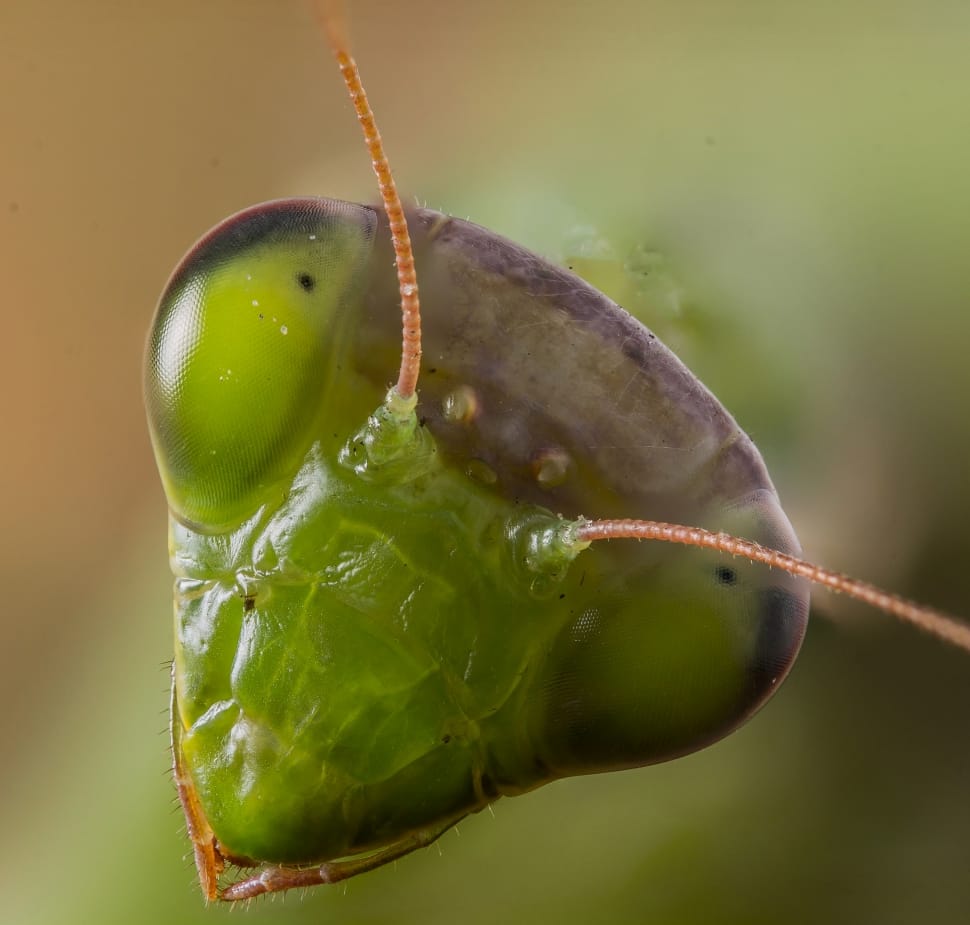 Mantis green head preview