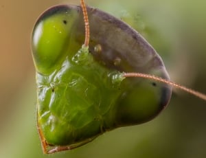 Mantis green head thumbnail