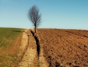 Tree, Way, Field, Landscape, Village, clear sky, agriculture thumbnail
