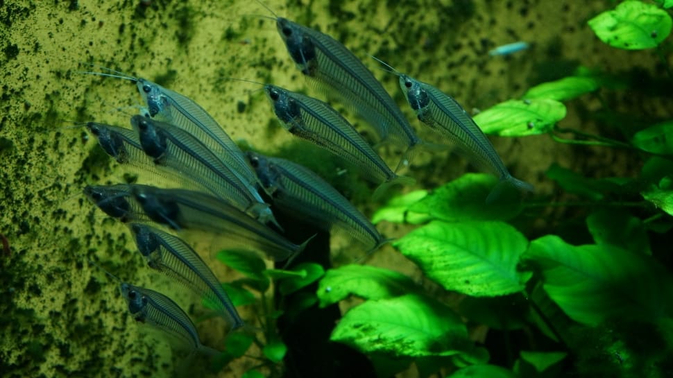 gray fishes beside leaves preview
