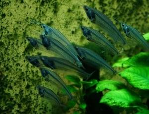 gray fishes beside leaves thumbnail
