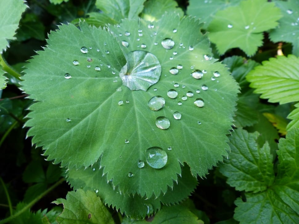 Drop Of Water, Plant Leaf, Raindrop, leaf, water preview