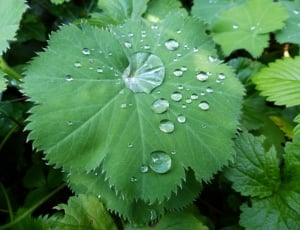Drop Of Water, Plant Leaf, Raindrop, leaf, water thumbnail