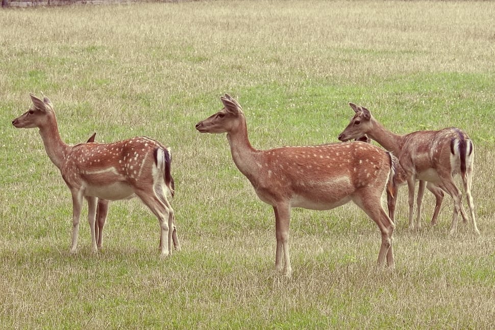 Meadow, Wild, Glade, Deer, Fallow Deer, animals in the wild, grass preview