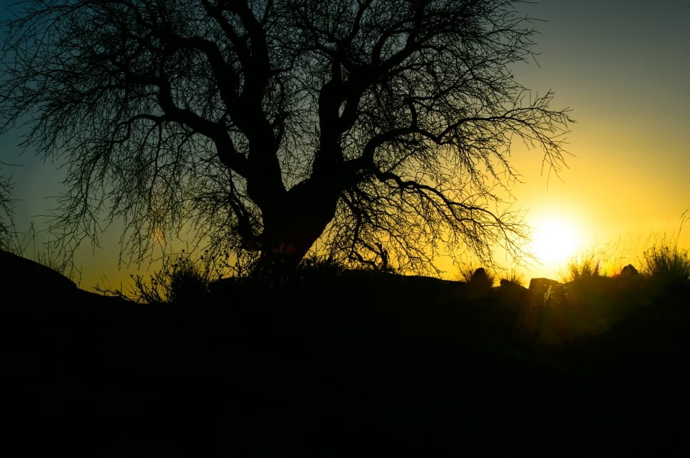 silhouette of tree preview