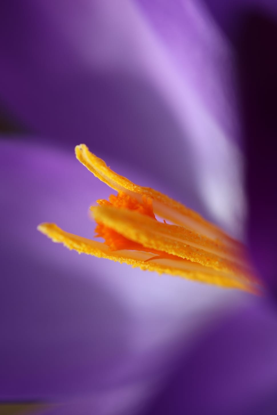 purple and orange petaled flower preview