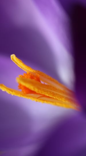 purple and orange petaled flower thumbnail