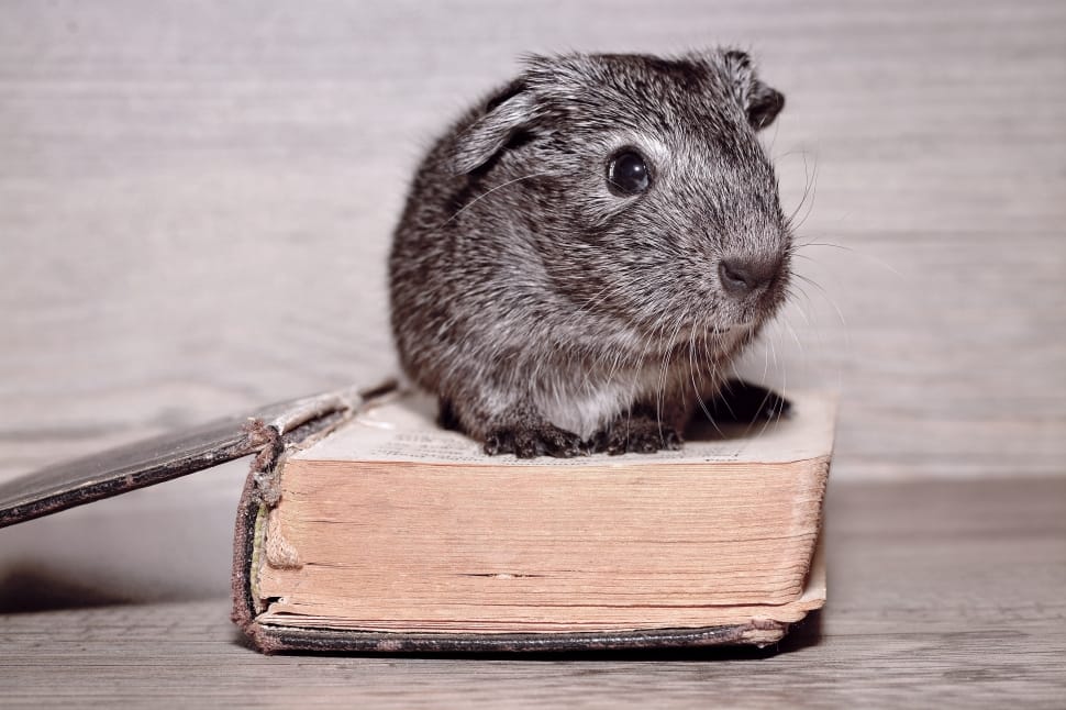 black hamster on top of book preview