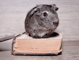 black hamster on top of book thumbnail