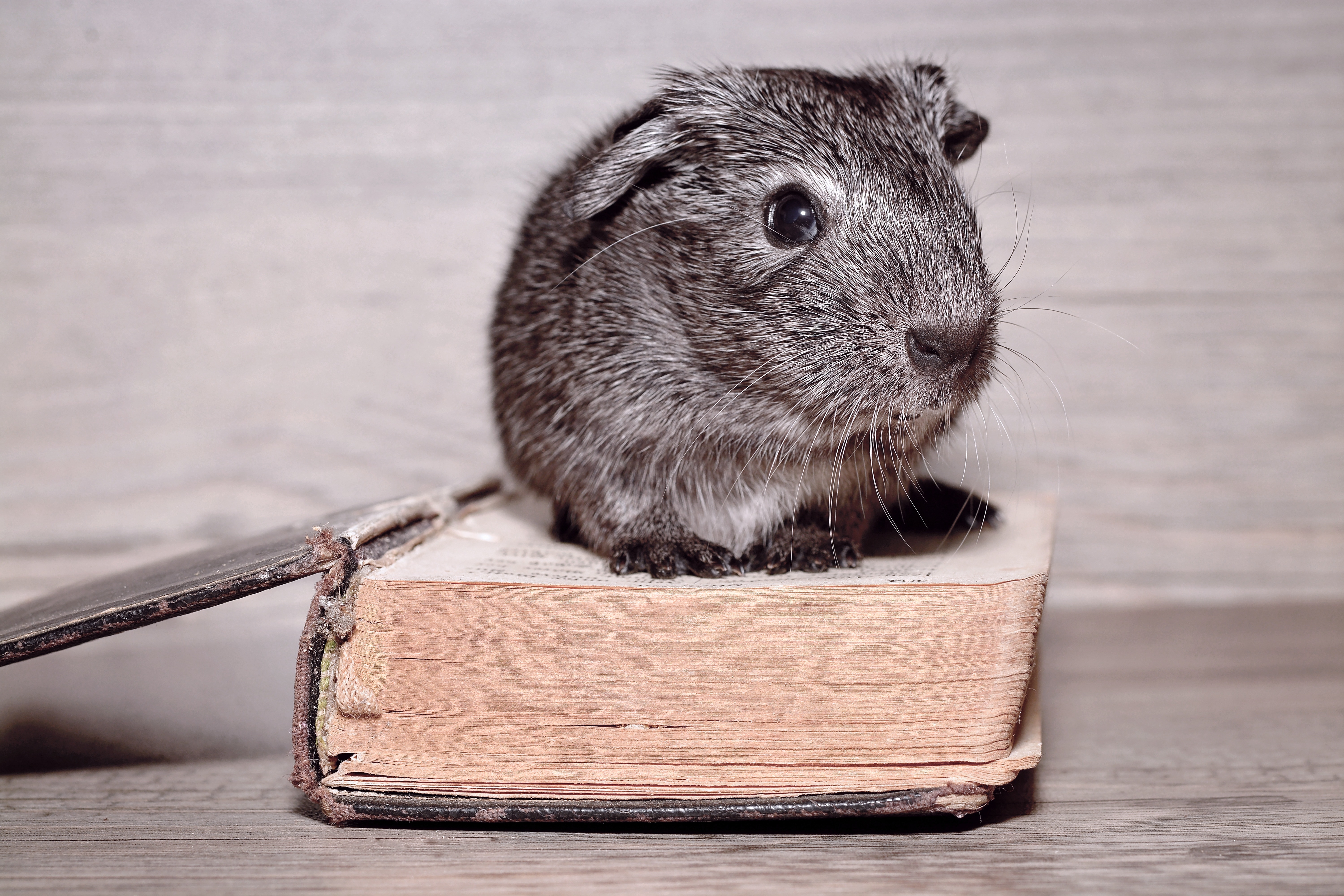 black hamster on top of book