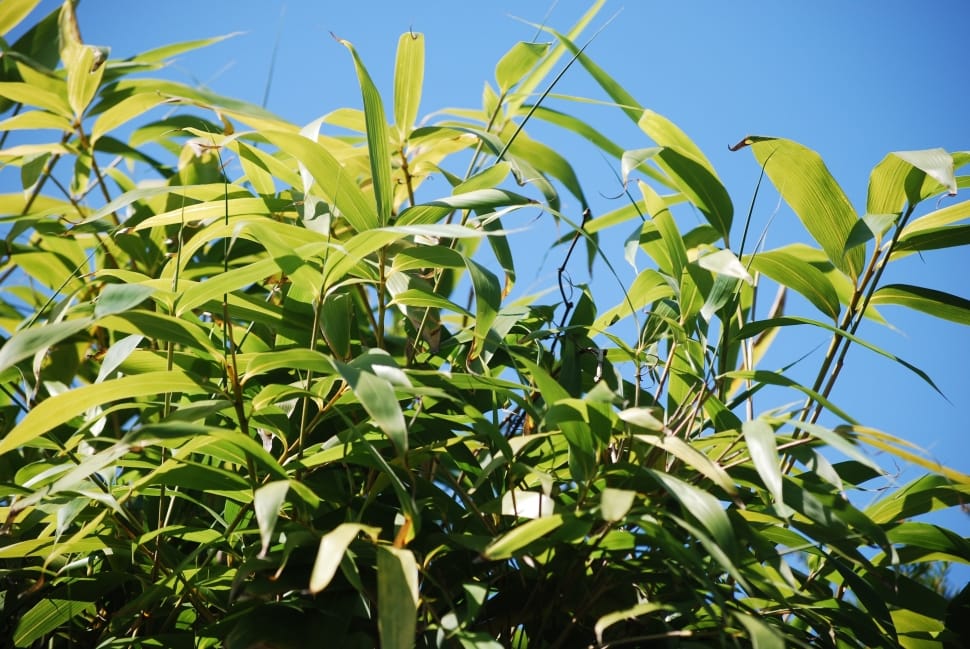 Sky, Bamboo, Nature, Bamboo Plants, agriculture, leaf preview