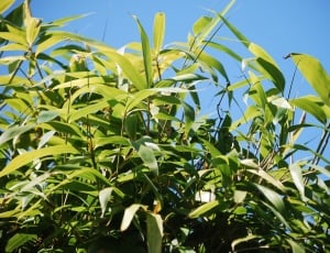 Sky, Bamboo, Nature, Bamboo Plants, agriculture, leaf thumbnail