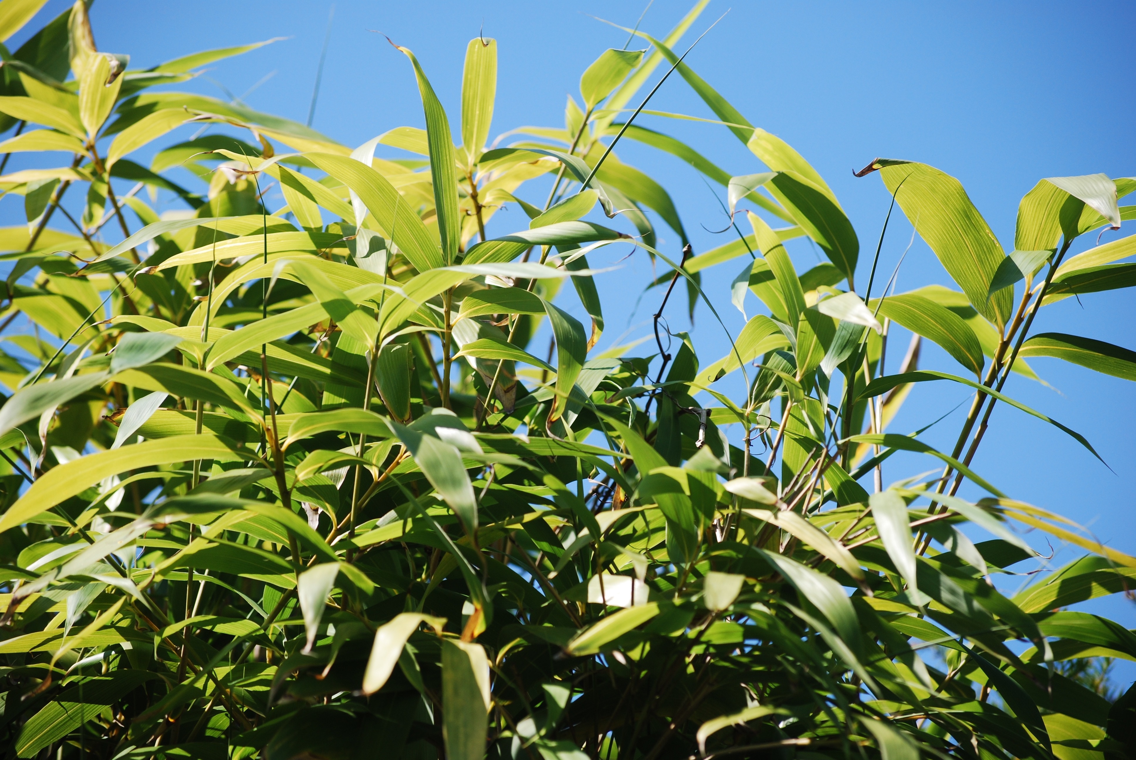 Sky, Bamboo, Nature, Bamboo Plants, agriculture, leaf