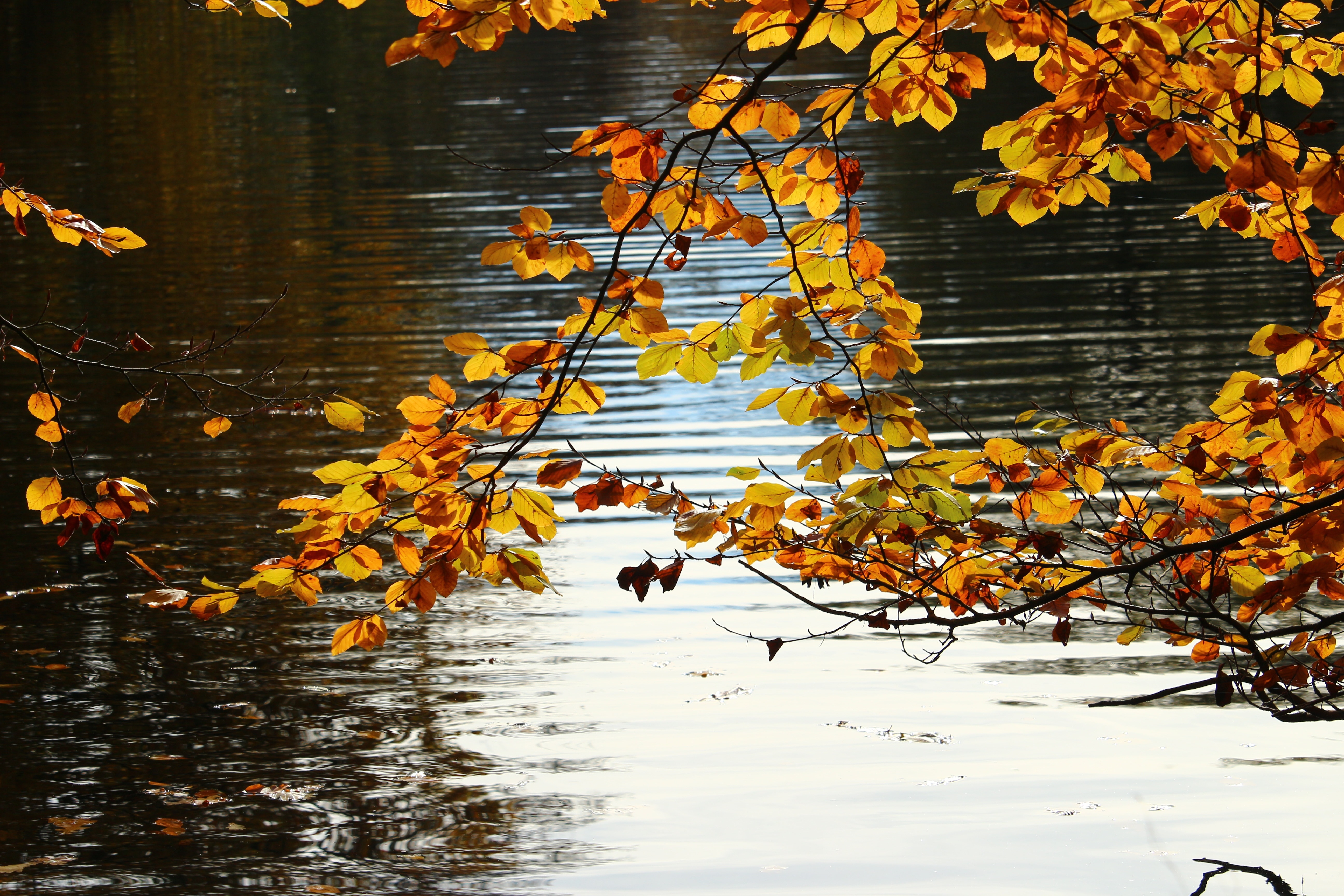 Осень звон. Дождливая Золотая осень. Осень дождь. Осень пруд листья. Осень озеро.
