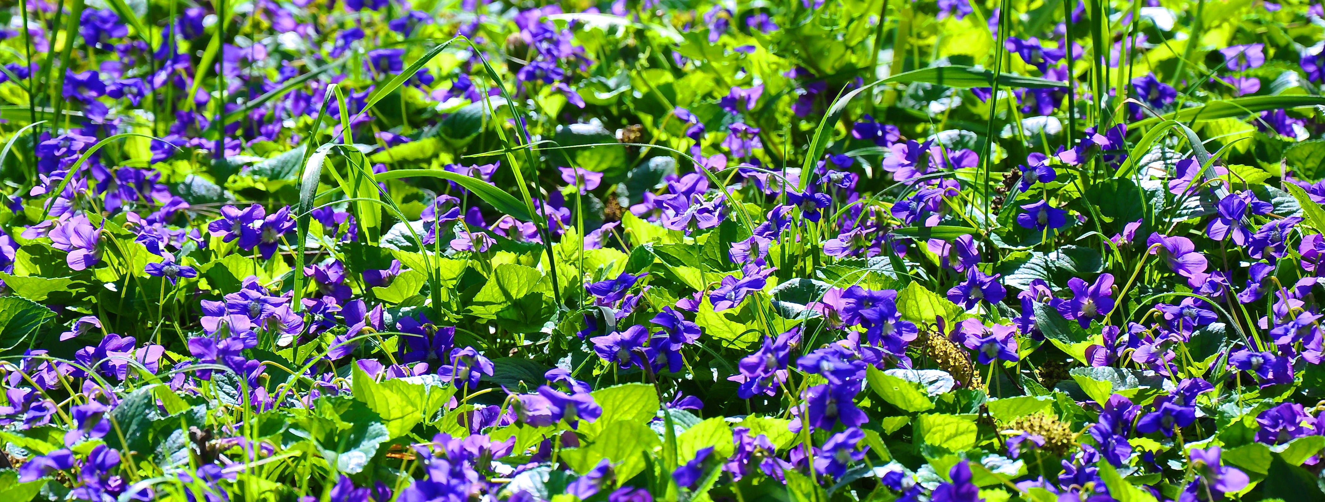 green and purple flower