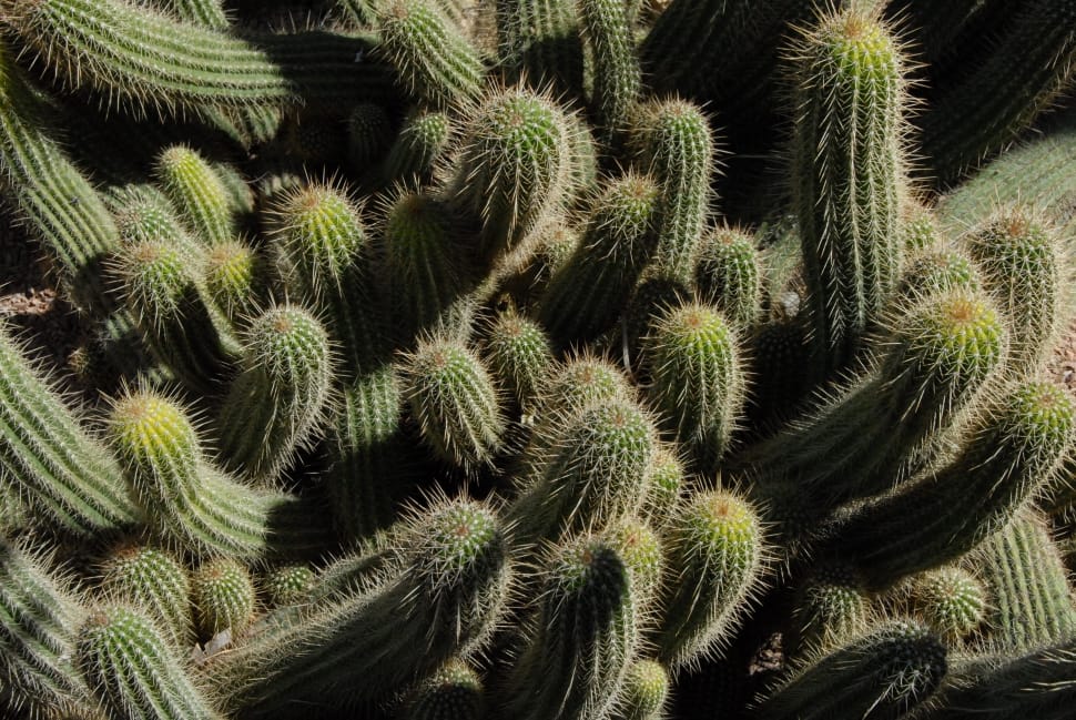 green cactus preview