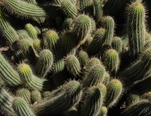green cactus thumbnail