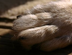 beige animal foot thumbnail