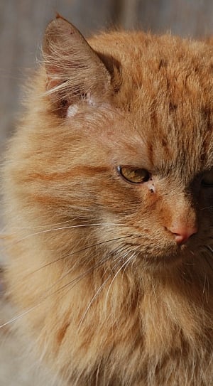 orange long fur cat thumbnail