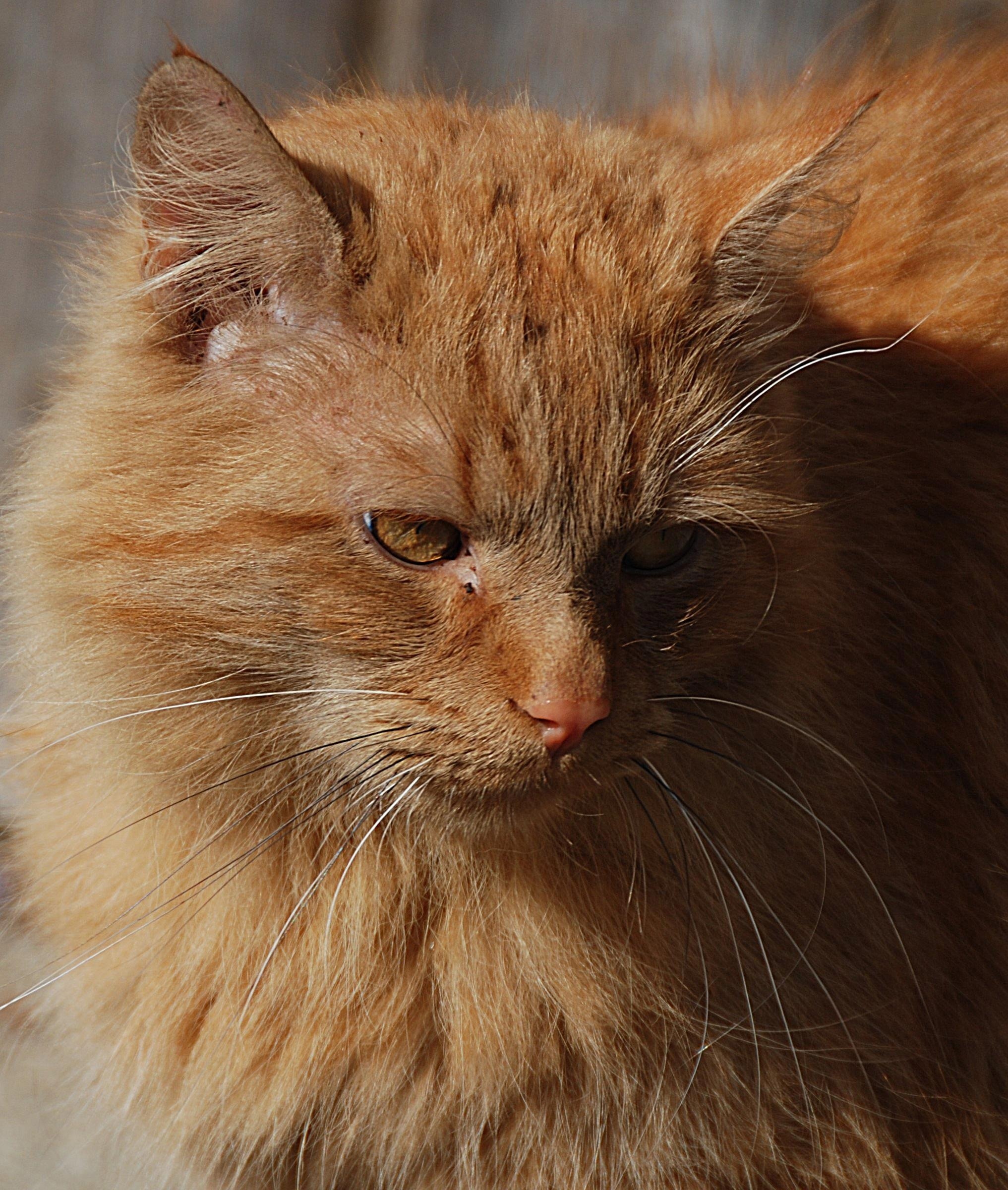 orange long fur cat