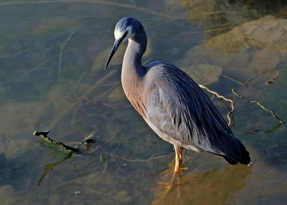 little blue heron preview