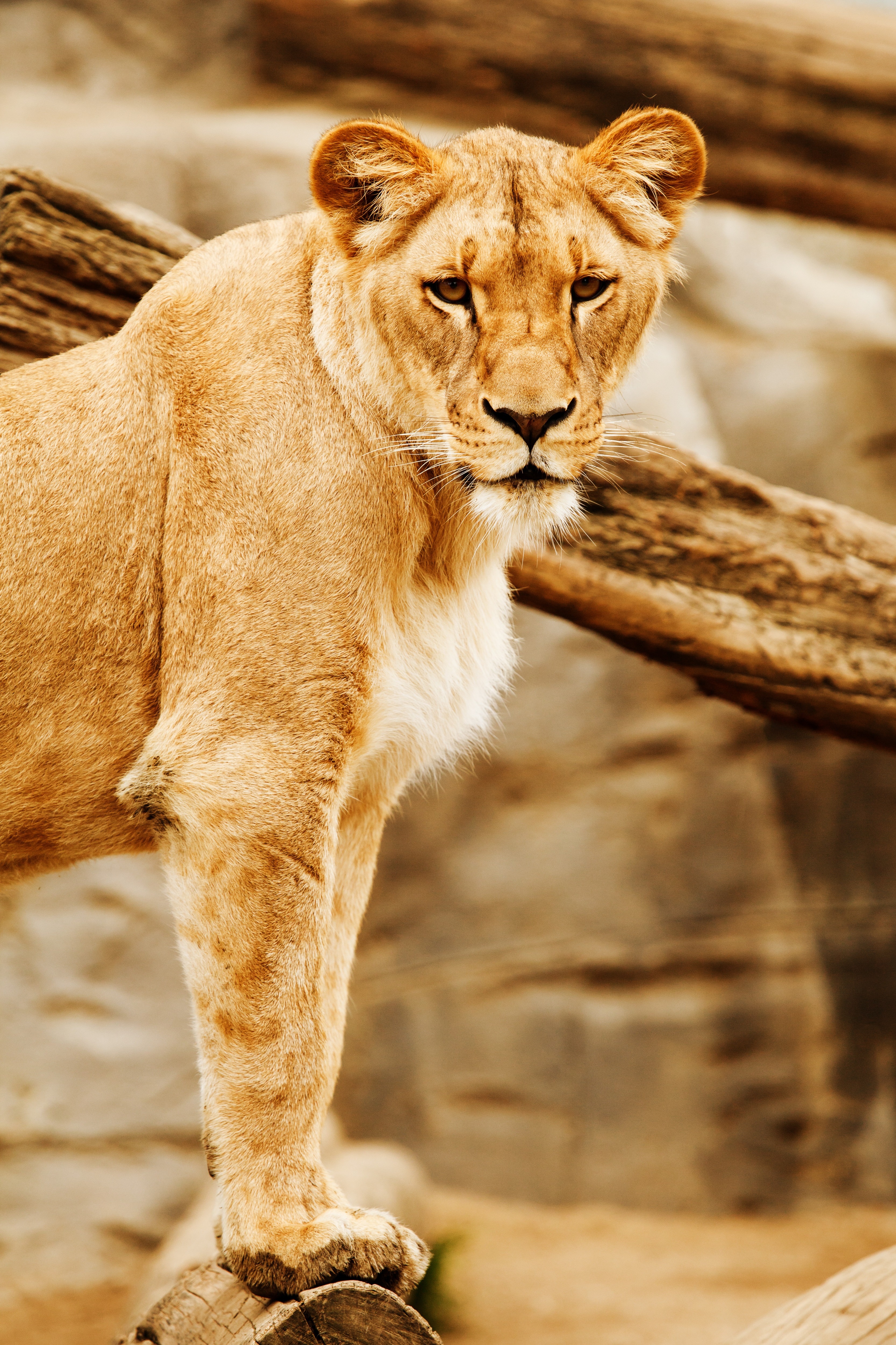 brown lioness