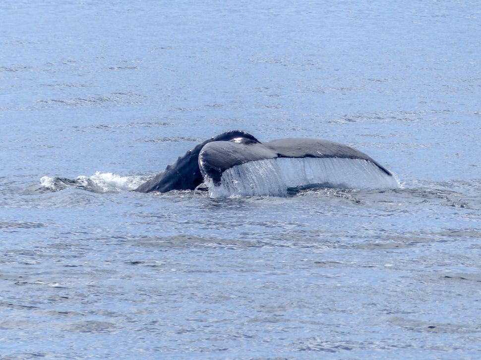diving whale showing its tail preview